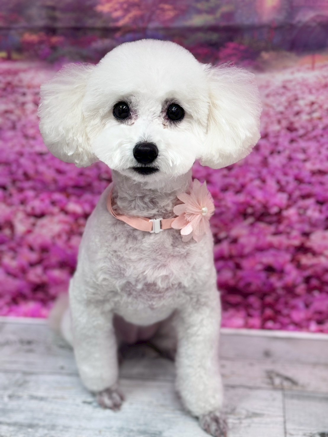 �I���[�W�� �挎�̂��q�l