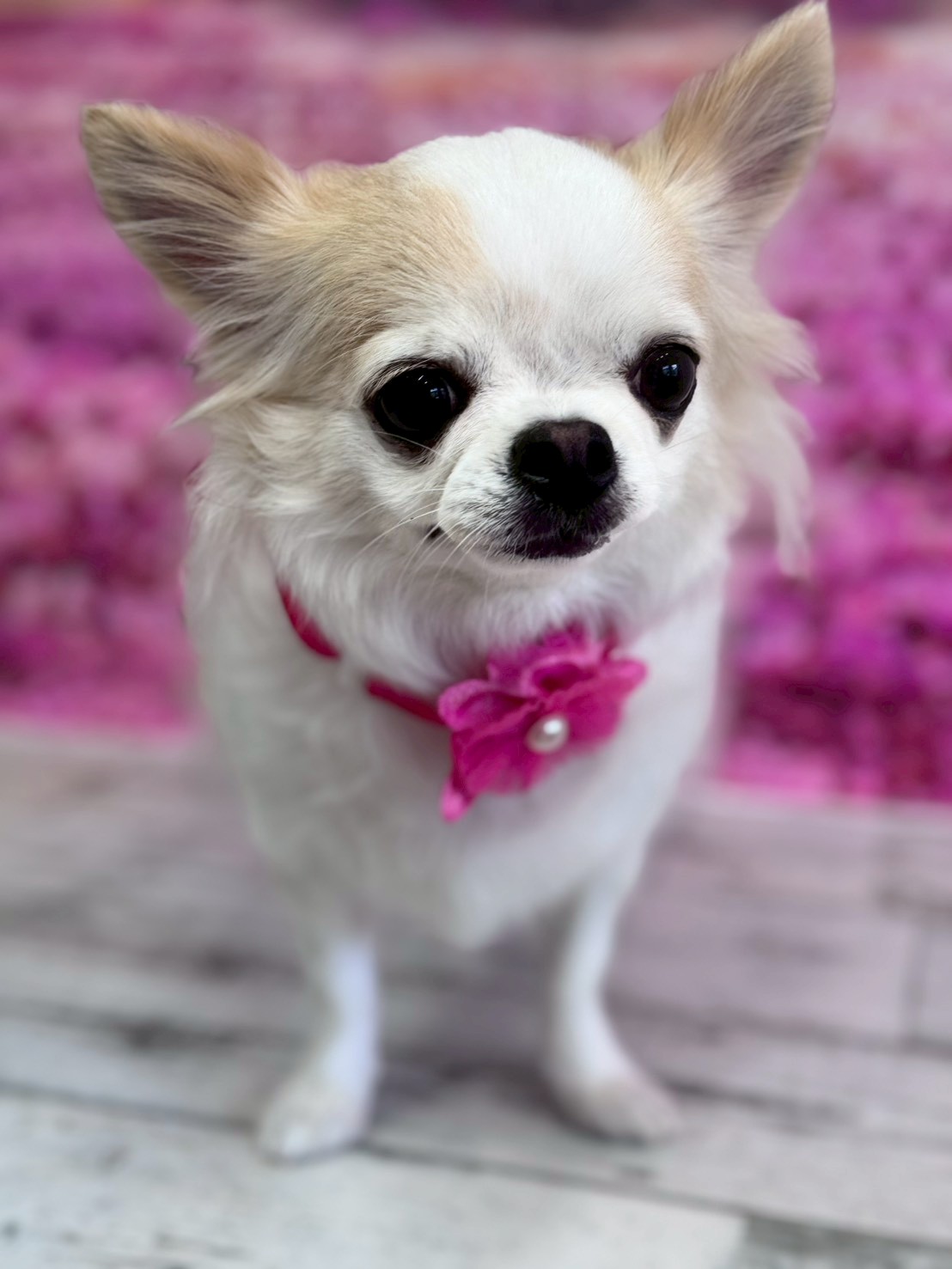 �I���[�W�� �挎�̂��q�l