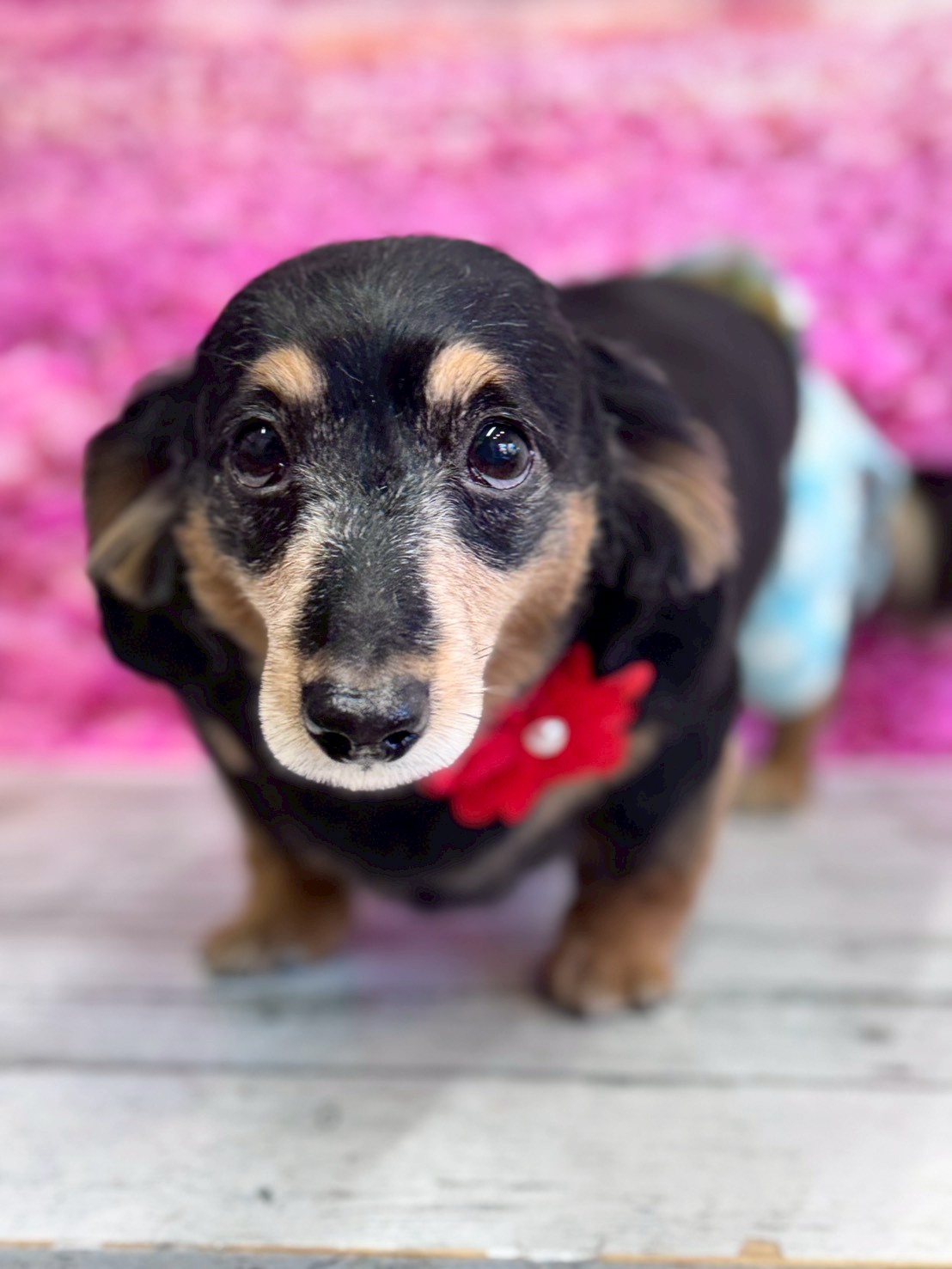 �I���[�W�� �挎�̂��q�l