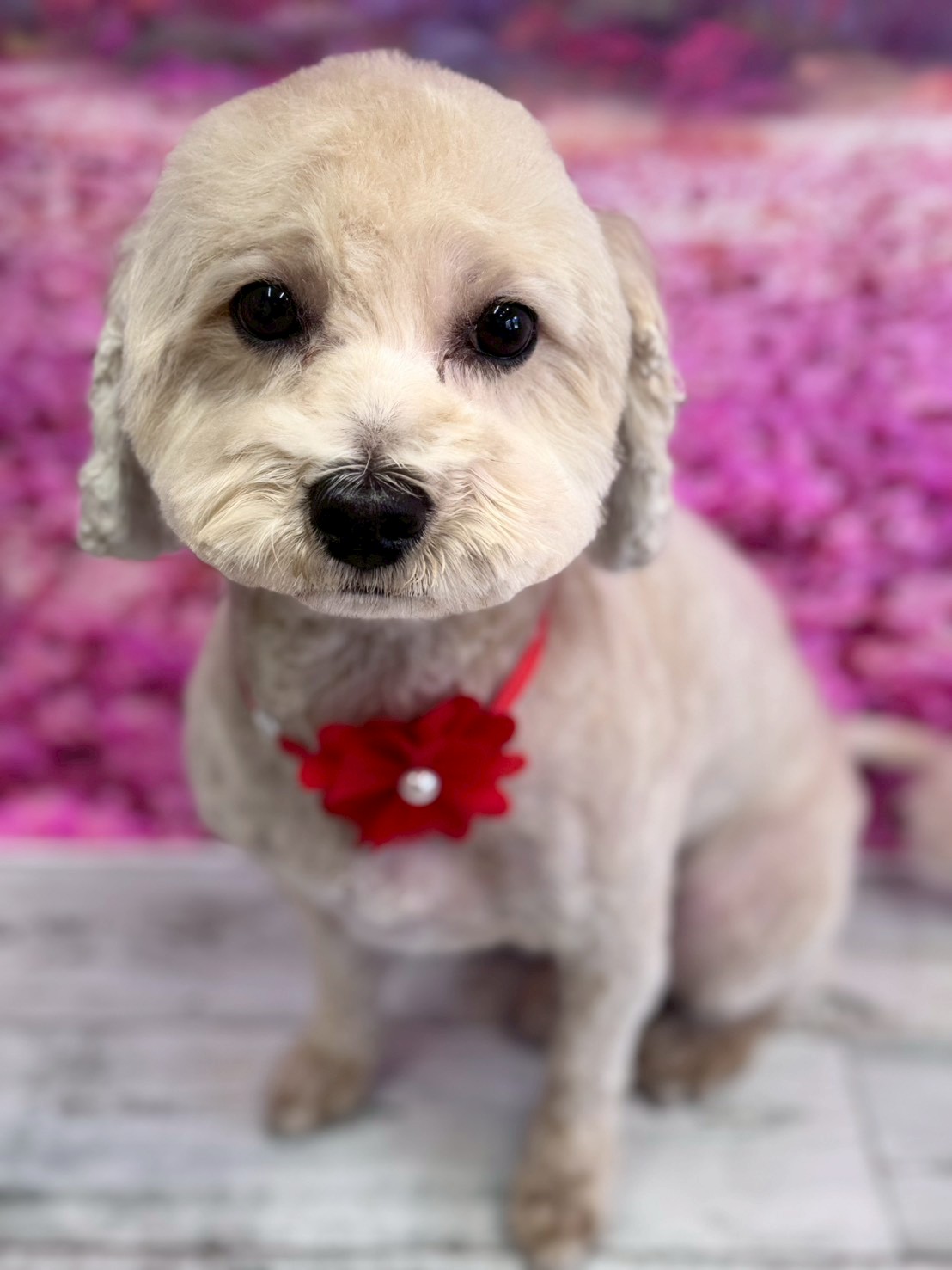 �I���[�W�� �挎�̂��q�l