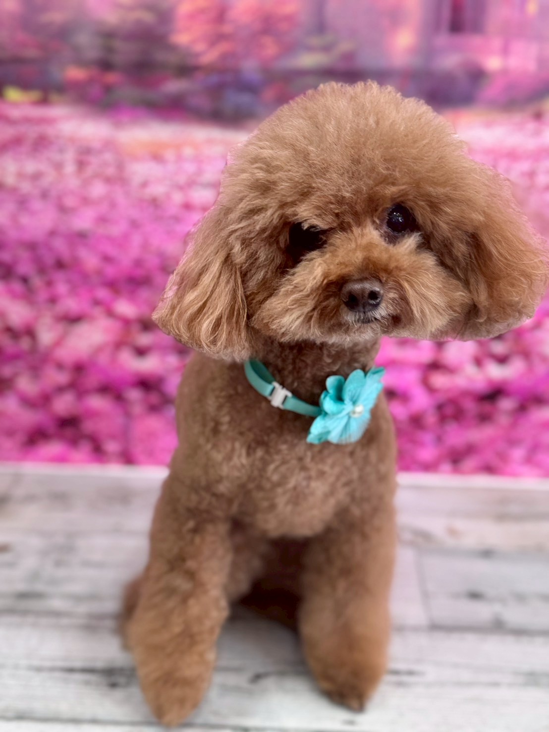 �I���[�W�� �挎�̂��q�l