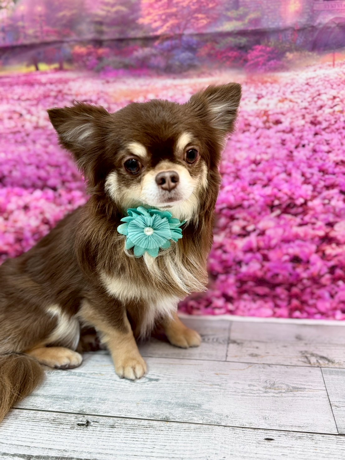 �I���[�W�� �挎�̂��q�l