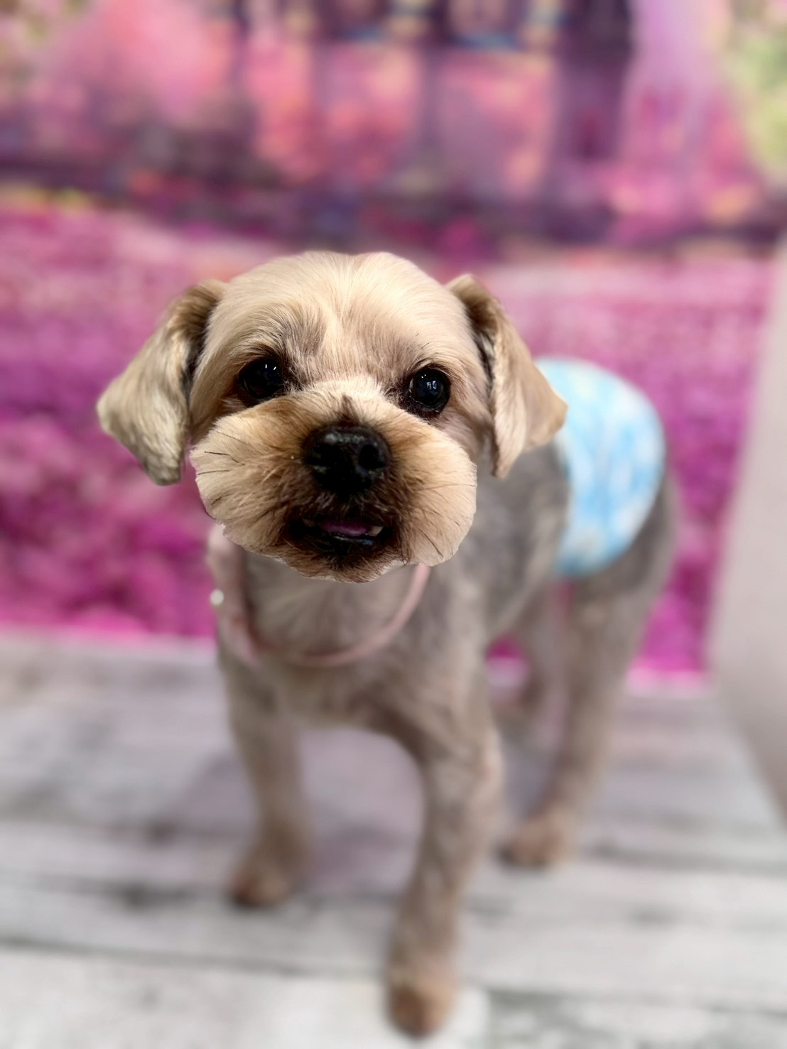 �I���[�W�� �挎�̂��q�l