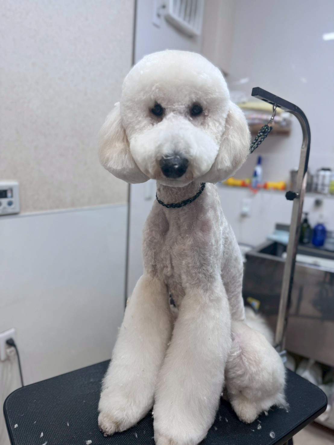 �I���[�W�� �挎�̂��q�l