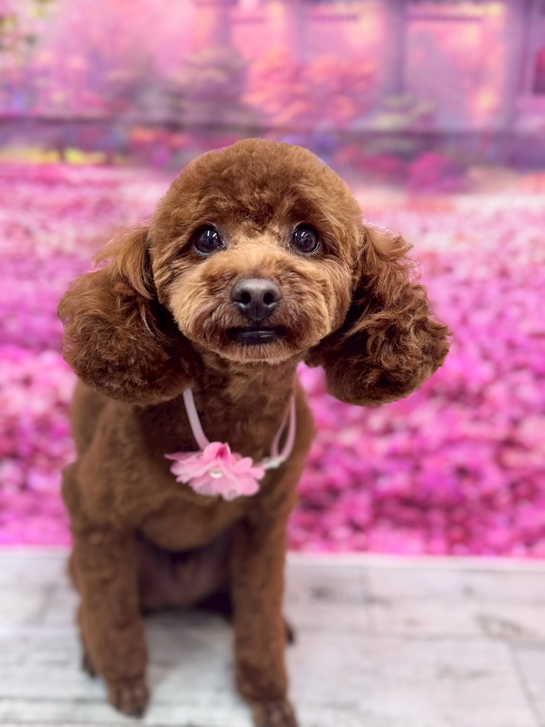 �I���[�W�� �挎�̂��q�l