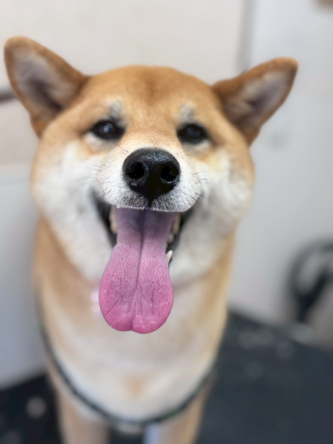 �I���[�W�� �挎�̂��q�l