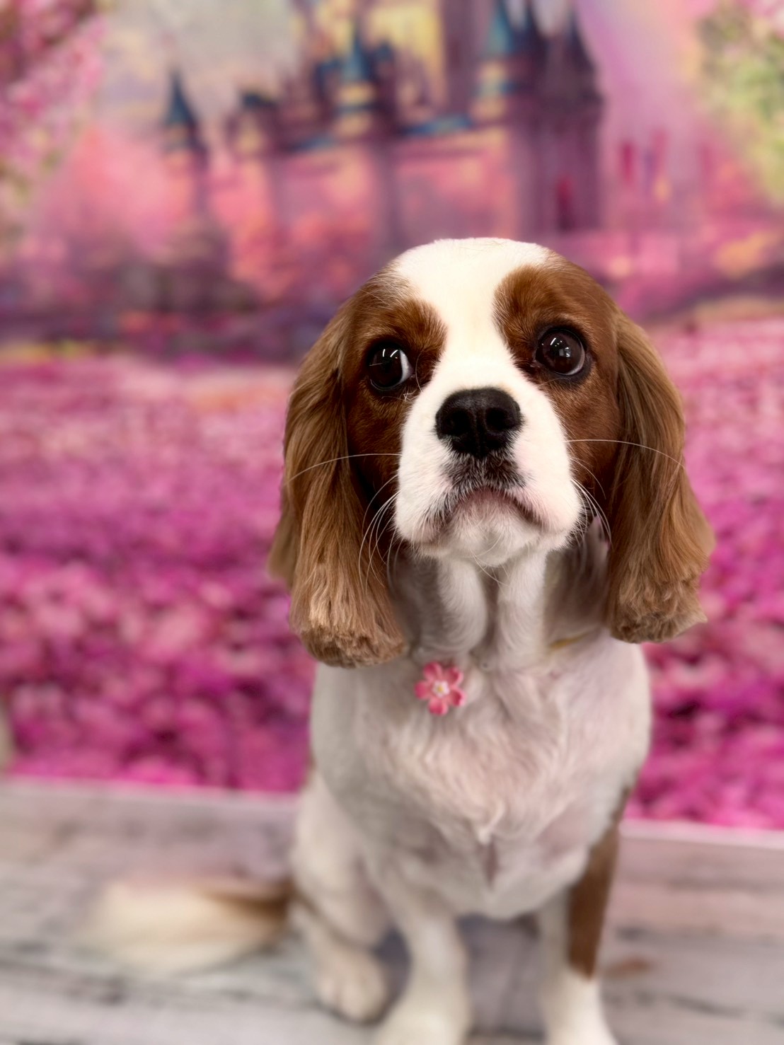 �I���[�W�� �挎�̂��q�l