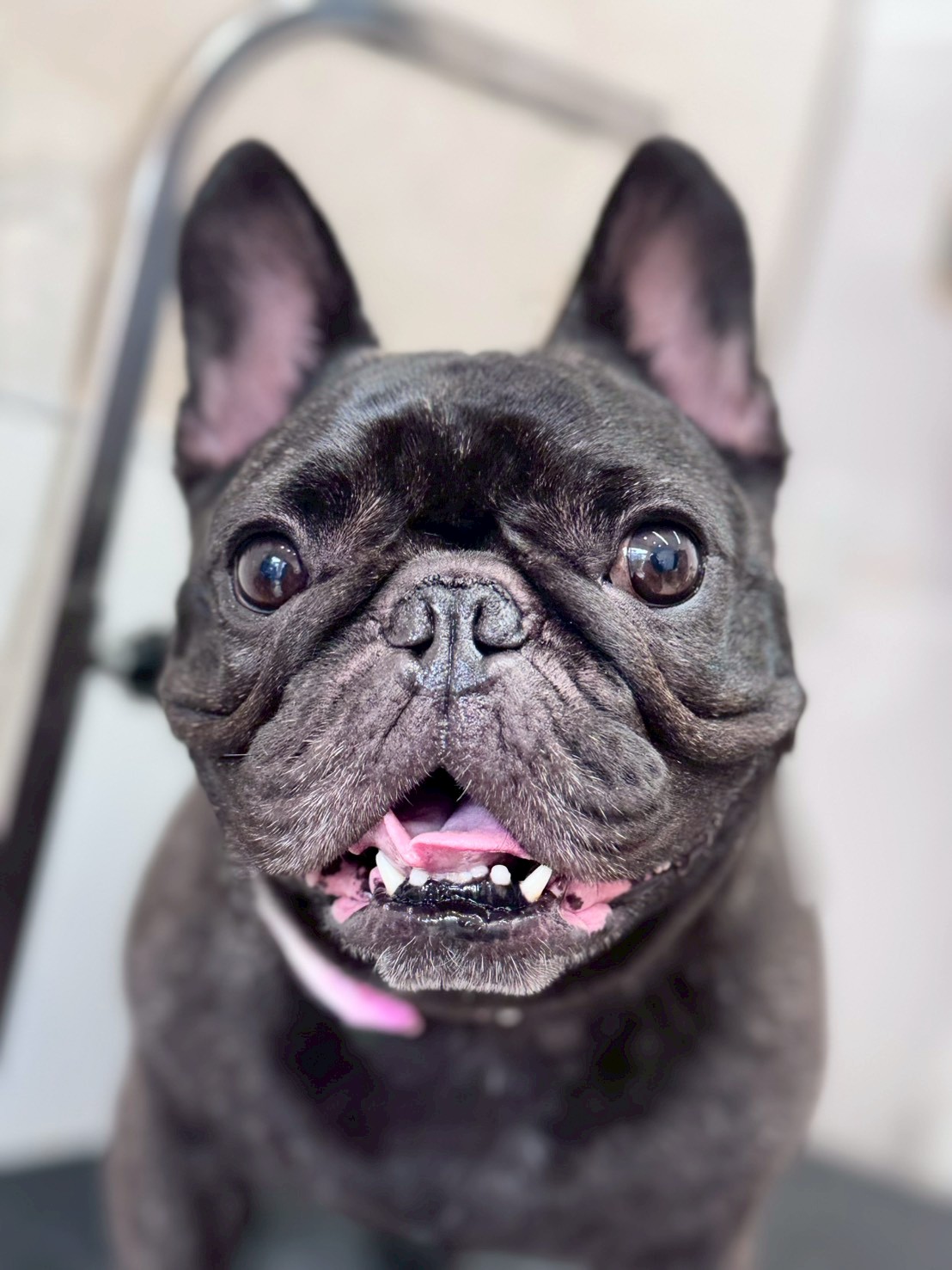 �I���[�W�� �挎�̂��q�l