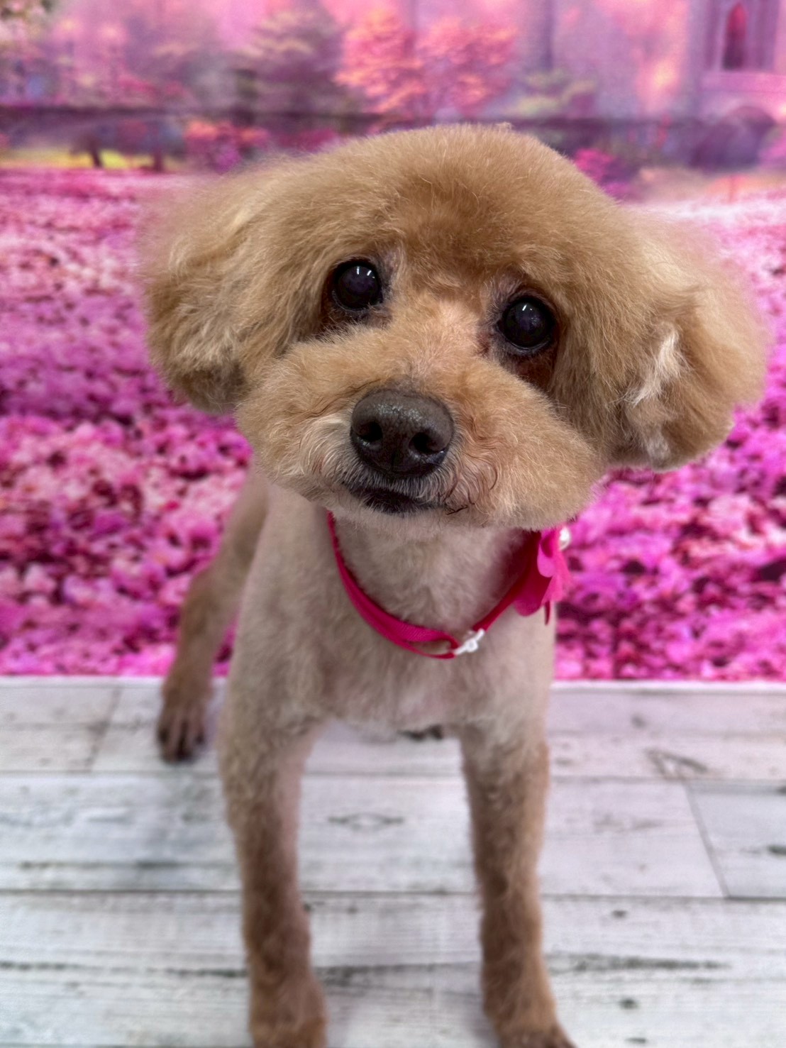 �I���[�W�� �挎�̂��q�l